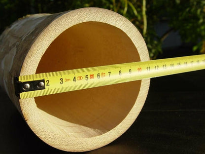 Live Plant - 100+ Giant Bamboo 2025 Seeds - Rare - Dendrocalamus Giganteus