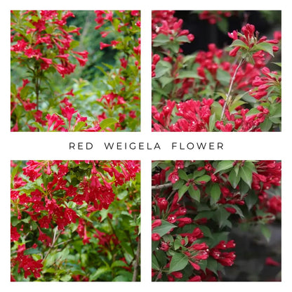 Red Weigela Live Plant Blooming Shrub, 1-2 Ft Hardy Dormant Perennial Flowering Bush for Garden Borders