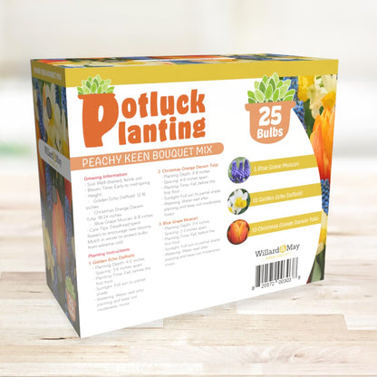 All-in-One Flower Garden Kit - 25 Flower Bulbs Per Box - Potluck Planting Peachy Keen Bouquet Mix - Daffodil, Tulip, Muscari - Fragrant - Naturalizing - Live Outdoor Garden - Easy to Plant Flowers