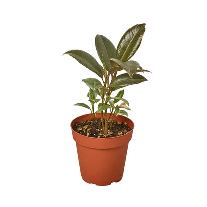 10 Pack Ficus Elastica 'Tineke' in 6in Pot - Live Plants Tropical Houseplants | Variegated | USA Growers | The Snobby Leaf