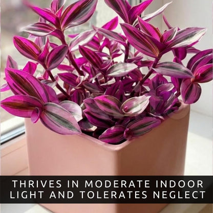 Pink Pony Club Wandering Jew Cuttings for Growing (2 Pack) – Vibrant Pink & Purple Variegated Houseplant – Easy to Grow Indoor Trailing Plant, Tradescantia (2Cuttings)