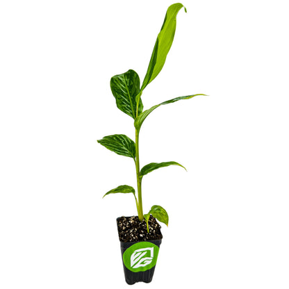 Dwarf Red Ginger Live Plant - Alpinia purpurata - Premium Indoor/Outdoor Tropical Flora - by Wellspring Gardens - Perfect for Garden Enthusiasts, Ginger Plant and Live Plant Collections