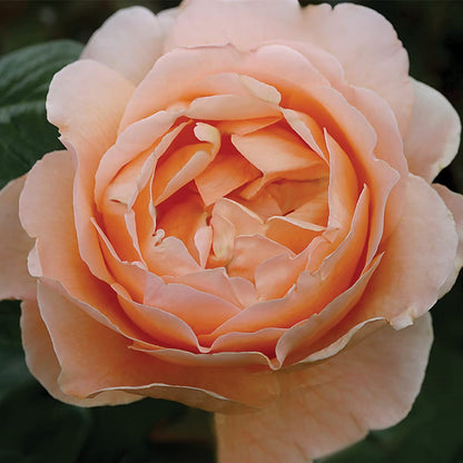 Heirloom Roses Rose Plant - Abbaye de Cluny® Apricot Rose Bush, Shrub Live Plant for Planting Outdoors