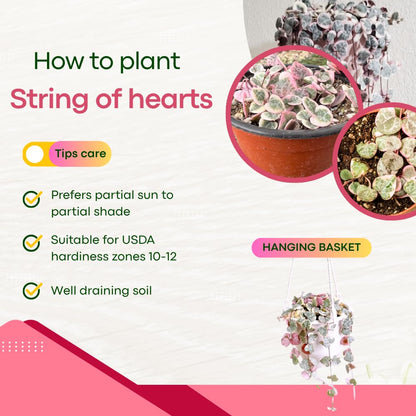 Variegated String of Hearts Plant Live Succulent 4 Inch Pot, Ceropegia Woodii Variegata, Hanging Plant for Home Office Decor, 4-7 Inch Tall