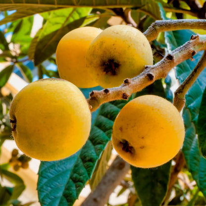 Loquat Tree Live Plant in 4" Pot, 5-9 Inch Tall Fruit Tree Seedling, Hardy Loquat Plant for Outdoor Growing