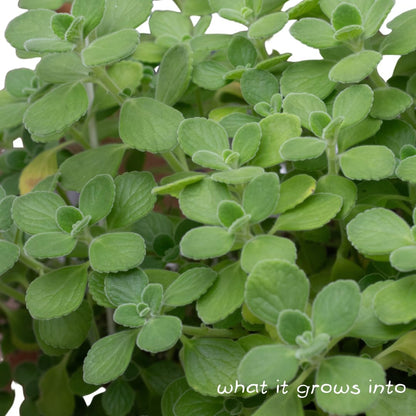 Organic Vicks Plant (Plectranthus tomentosa) in 2.5 inch Pot by Smoke Camp Crafts