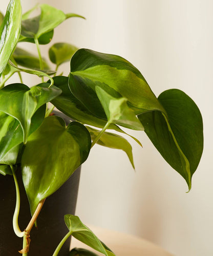 Philodendron Brasil - Live Plant in a 4 Inch Pot - Beautiful Elegant Vining Indoor Houseplant - Air Purifying