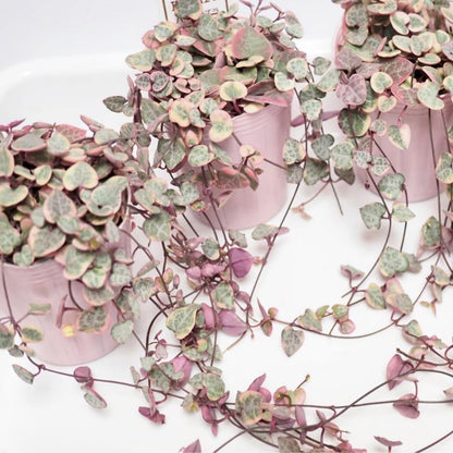 Variegated String of Hearts Live Plants, Easy Indoor Trailing Succulent in 2.5" Pot, Hanging Succulent Houseplant Indoor Outdoor Planting