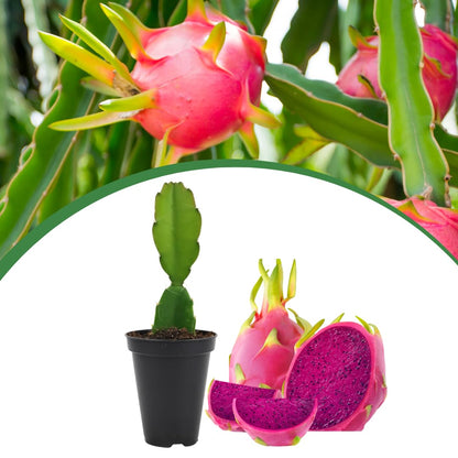 Live Red Dragon Fruit Plant, Sweet Dragon Fruit, 4 Inch Pot for Planting