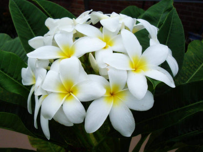 White Plumeria Live Plant - Easy Care Tropical Houseplant with Fragrant Flowers, Hawaiian Indoor Outdoor Plant Cutting for Home Garden