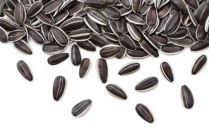 Giant Sunflower Seeds - Mammoth Grey Striped Seeds - Attracts Bees and Butterflies