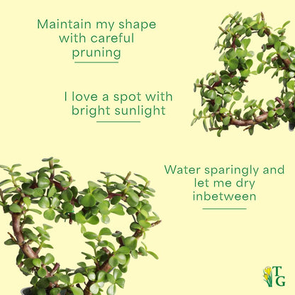 Thorsen's Greenhouse, Heart-Shaped Jade Bonsai Plant, Live Indoor Plant, Gift, Succulent Plant, 4-inch Diameter Pot (Nursery Pot)