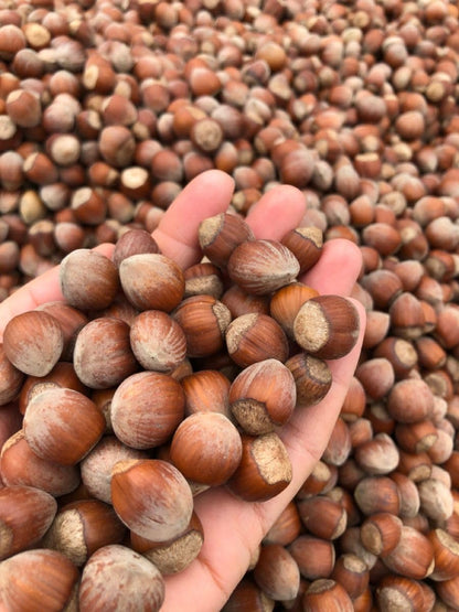 Live Hazelnut Tree 1-2 Feet Tall, 1 Year-Old Hazelnuts Tree, Edible Nut Trees for Growing Outdoor