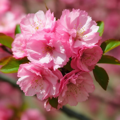 Pink Flowering Almond Shrub (Flowering Plum Bush) - 6-12" Tall Tree - 4" Pot - Live Ornamental Plant - Fragrant Pink Blossoms - Prunus triloba