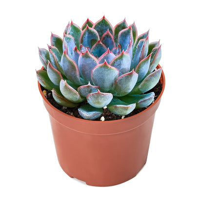 Sprout N Green Echeveria Orion, Live Succulent Plant Fully Rooted in 4" Pots with Soil Mix, Real Houseplant for Indoor Outdoor Home Office Wedding Decoration Party Favor, Pet Friendly