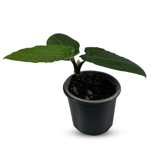 LEAL PLANTS ECUADOR Adelonema SP Corrugada Live Plant | Vibrant Green Live Indoor Plants for Decoration | Low-Maintenance Indoor Live Plants, Perfect for Home Decor, Unique Gift for Plant Lover