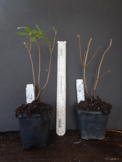 Live Plant - Frontier GOLDAromi Azalea Rhododendron HybridWell Rooted PlantMAY BE DORMANT!