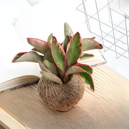 Peperomia Rainbow Plant Live, Variegated Foliage Indoor Houseplant, 4-7 Inches in Height, 3.5 Inch Pot for Planting