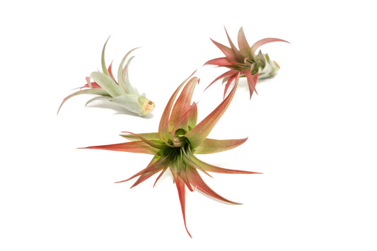 Red Colorful Tillandsia Air Plants - Long Lasting Color Enhanced Live Tillandsia Succulent House Plants - Home and Garden Decor - Easy Care Indoor/Outdoor Plants (Brachycaulos Abdita, Pack of 3)