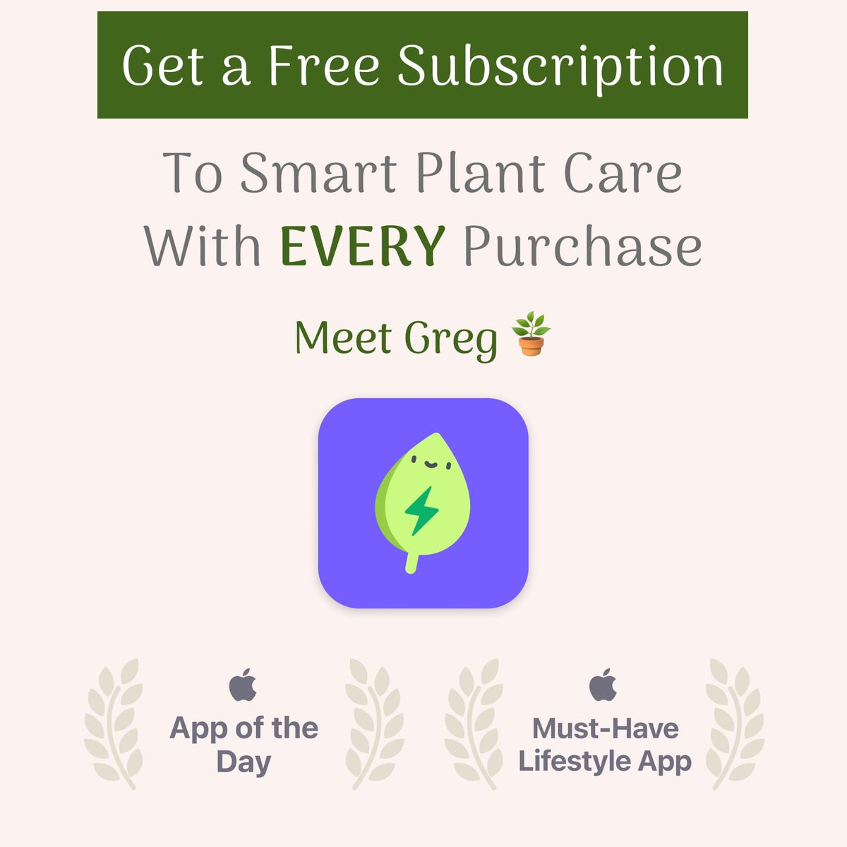 American Plant Exchange Spider Plant – 6-Inch Pot – Live Easy Care Indoor Houseplant, Air-Purifying, Pet-Friendly, Fast-Growing Trailing Plant for Home, Office & Hanging Basket Décor