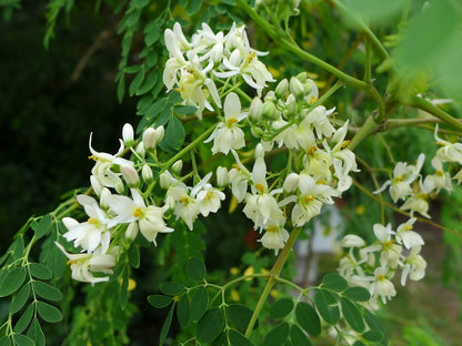 ENDLESS FOREST FARMS 25+ Seeds The Tree of Life - The Moringa Tree Easy to Grow, Fast Growing Tree