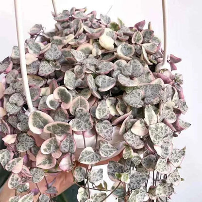 Variegated String of Hearts Plant Live, Ceropegia Woodii Vine, Live Succulent Indoor Houseplant, 2.5 Inch Pot