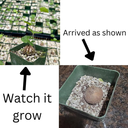 Starter Elephant's Foot Caudex Exotic Plant Live, Rare Houseplants in 3" Pot, Perennial Vine Live Plants Indoor Outdoor Ornamental and Planting