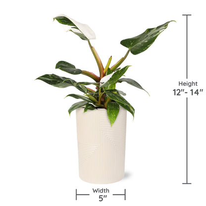 Green Circle Growers White Princess Live Indoor Plants in 5" Beige Rockefeller Pot, House Plant