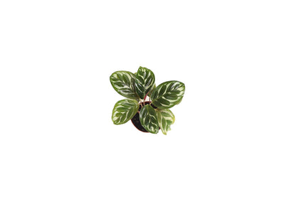 Calathea Peacock Makoyana- 4'' from California Tropicals