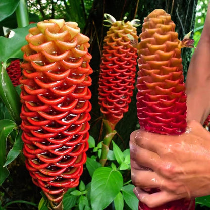 Set 8 Awapuhi Shampoo Ginger Roots, Zingiber Zerumbet Pinecone Ginger Lily Rhizomes