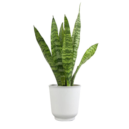 Live Snake Plant in Decorative White Pot, Sansevieria Zeylanica, Indoor House Plant, Mother in Law Tongue Sansevieria Plant Live, Long Succulent Plant, Fully Rooted Houseplant by Plants for Pets