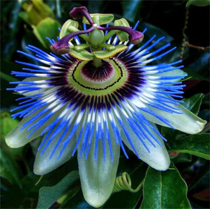 Passion Flower Seeds Mixed Color 40 Pcs+ Passion Fruit Seeds - Vine Perennial Flower Seeds, Green