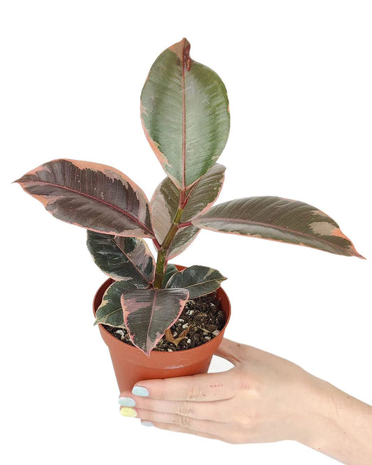 Ficus Elastica Ruby Pink (4'' Grower Pot) - Healthy Houseplant - Easy Care Indoor Houseplant
