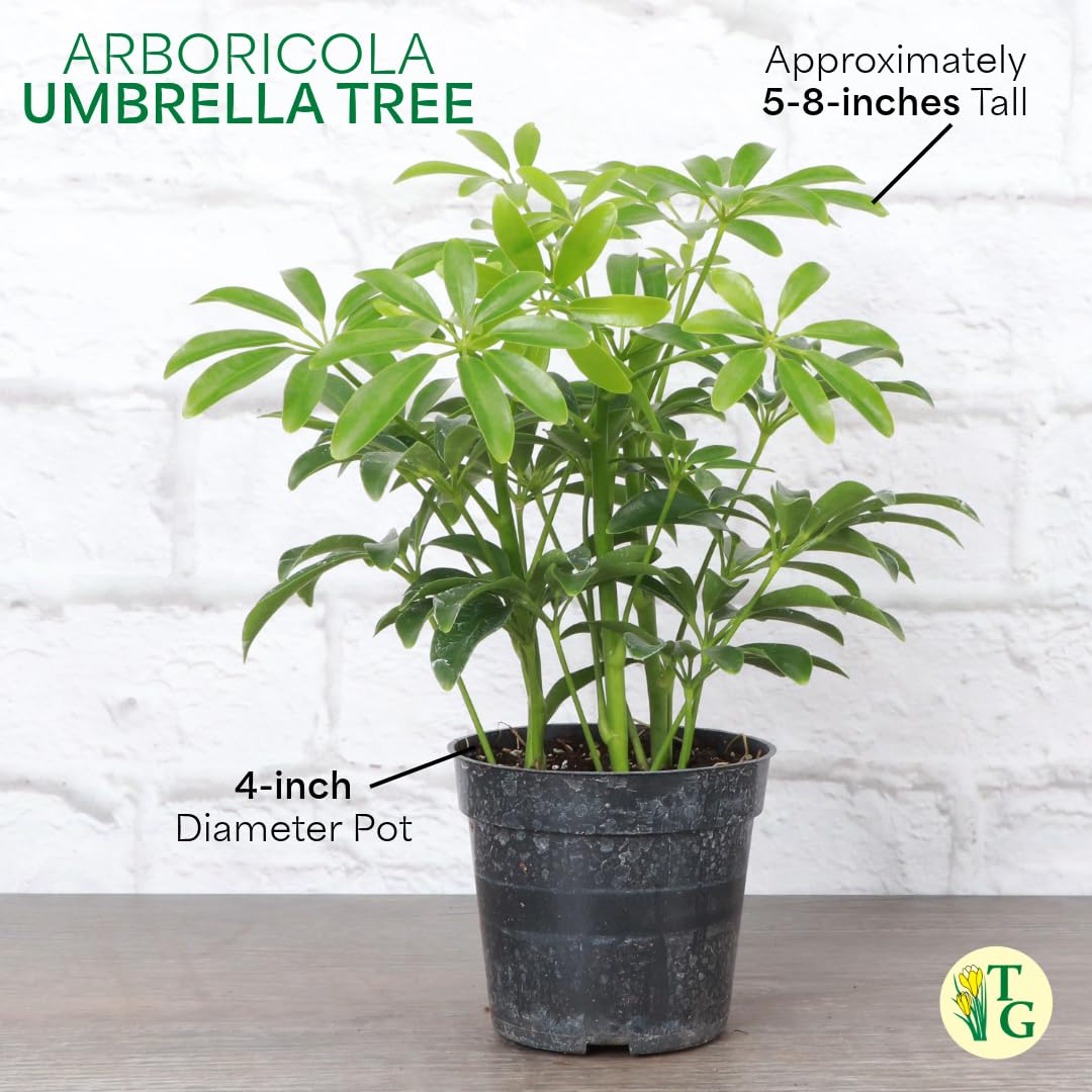Thorsen's Greenhouse Live Arboricola Umbrella Tree Plant, Schefflera Arboricola, Natural Air Purifier, Easy to Grow, Live Indoor Houseplant, 4-inch Diameter (Sage)