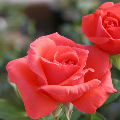 Heirloom Climbing Roses, Live Own Root Plant for Outdoor Garden, America™, Very Fragrant, Hardiness Zones 5-10, Continual Blooming