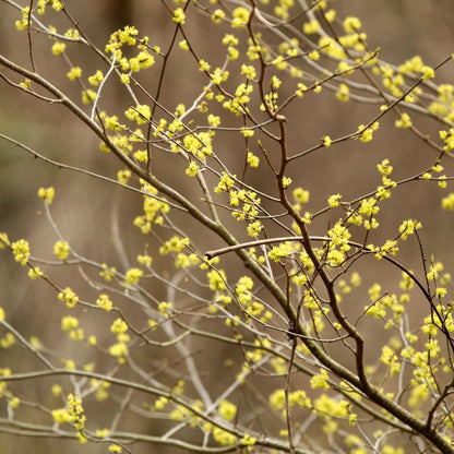Live Spicebush Plant, Fragrant Plant, Low Maintenance, 8-12 Inches Tall in Quart Pot for Outdoor Planting