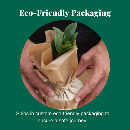 House Plant Shop | Calathea 'Beauty Star' - 4" Pot | Live Indoor Plant | Easy to Care | Natural Décor Plant | Great Gifts| Free Care Guide