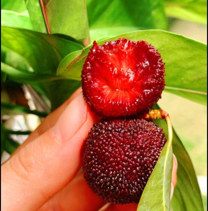 50 Bayberry Seeds, Fragrant Leaves Plant Seeds, Myrica Delicious Fruits