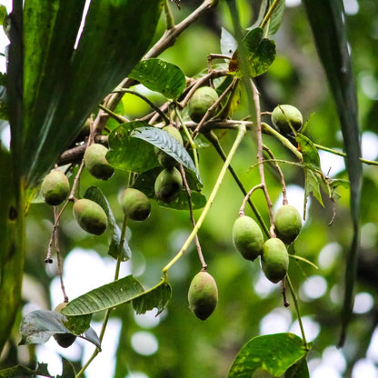 June Plum Tree Live Plant in One Gallon Pot, Tropical Fruit Tree Well Rooted 2-3 Feet Tall, Ready for Outdoor Garden