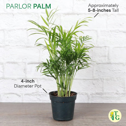 Thorsen's Greenhouse Parlor Palm Plant, Live Indoor Plant, Neanthe Bella Palm, Natural Air Purifier, Easy to Grow, Pet Safe Plant, 4-inch Diameter Pot