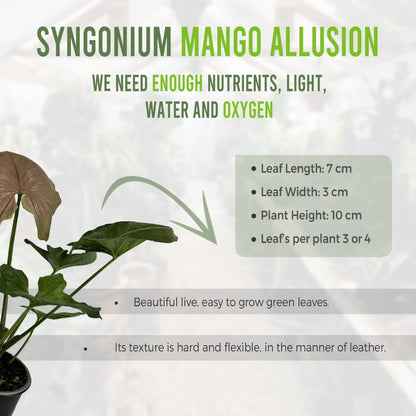 LEAL PLANTS ECUADOR Syngonium Mango Allusion (Pack of 2)| Rare Variegated Elephant Ear Houseplants | Tropical Syngonium Live Plants | Unique Variegated Foliage Indoor Plants for Home Decor