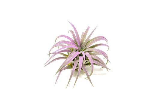 Lavender Colorful Tillandsia Air Plants - Long Lasting Color Enhanced Live Tillandsia Succulent House Plants - Home and Garden Decor - Easy Care Indoor and Outdoor Plant