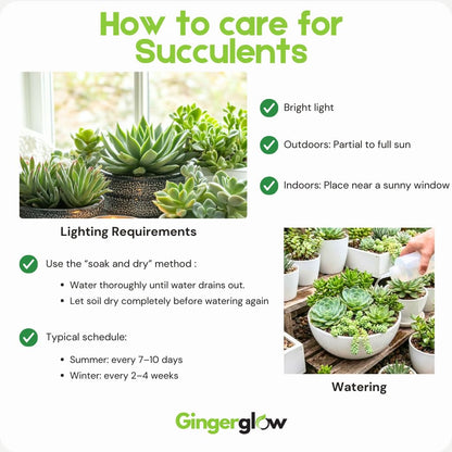 String of Buttons Live Plant | Compact Trailing Variegated Succulent in 4 Inch Pot | Plant for Home Office Decoration & DIY Projects