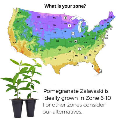 Pomegranate Salavatski Live for Sale (4 Pack) | Easy to Grow Plants | Edible Fruit Plant for Sustainable Living | Grow Your own Food on Your Edible Organic Garden| Live for Planting| 2 inch Pot