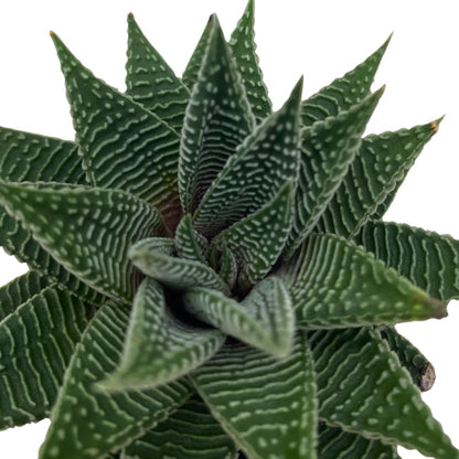 BubbleBlooms Haworthia Miami, 2 inch wandera Tropiflora Lace Aloe