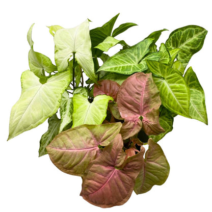 BubbleBlooms Syngonium Assortment 4 inch Pots Set of 3