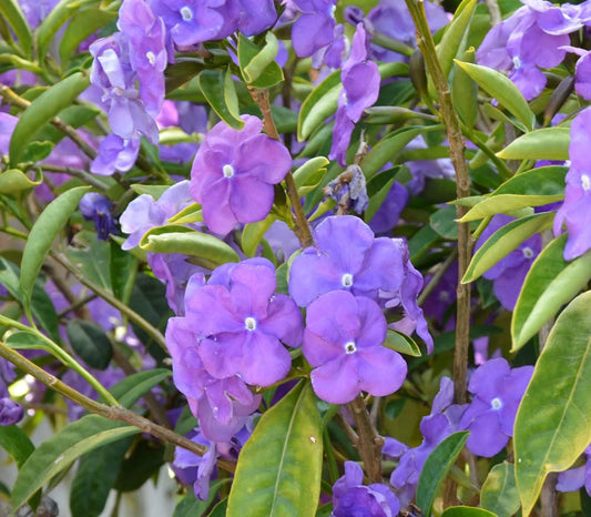Palm Beach Medicinal Herbs - Yesterday, Today and Tomorrow (Brunfelsia floribunda) - Packet of 5 Seeds
