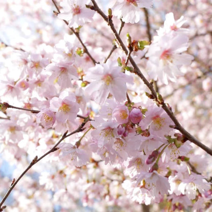 Cherry Blossom Tree Live Plant, 8-12" Tall, Ornamental Flowers for Outdoor Planting, in Pot (Autumn Cherry)