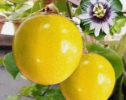 30PCS Golden Passion Fruit Seeds Sweet Granadilla Yellow Passion Fruit Seeds