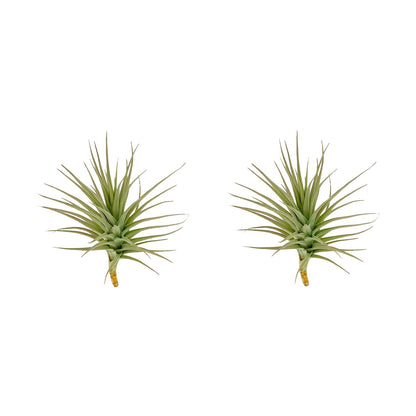 ragnaroc Air Plants - Flowering Tillandsia Lilla Lilac, Large 5" - 3ct - Live Arrival Guaranteed - House Plants for Home Decor & Gift